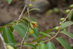 Casearia elliptica
